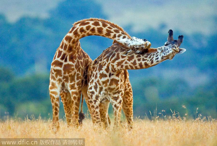 Giraffes, elegant dancers
