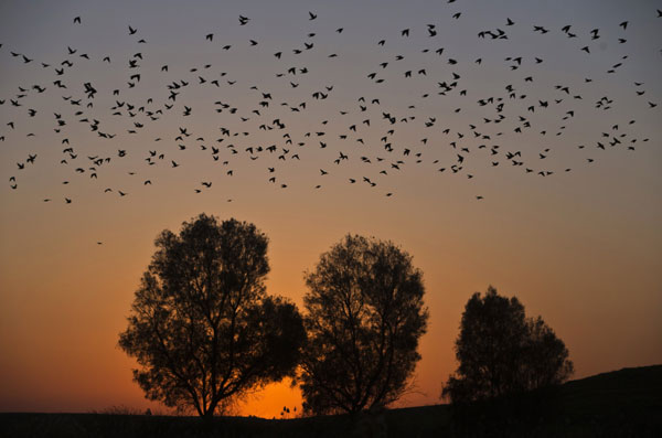 Flock of migrating starlings in Israel makes for stunning images