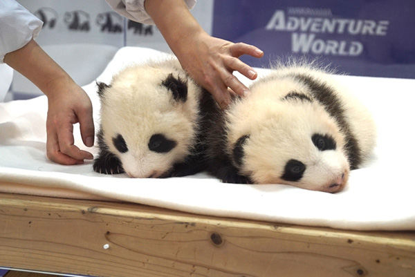 Giant panda twin cubs named in Japan