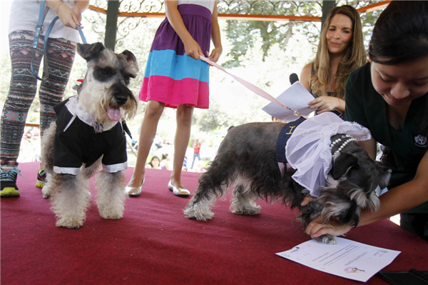Pets wedding held in Lima
