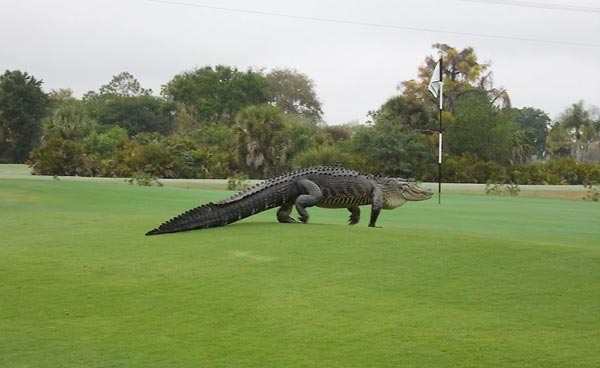 Strange but true: Gator takes a stroll on Florida golf course