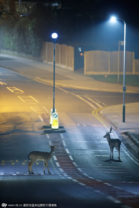 Deer roam the neighbourhood in London