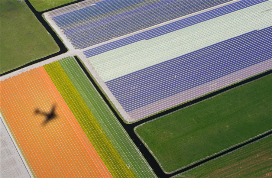 Flower fields bloom, brighten the Netherlands