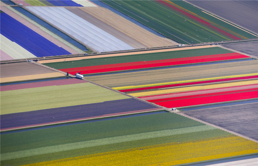 Flower fields bloom, brighten the Netherlands