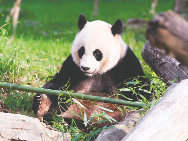 Panda to be inseminated via China
