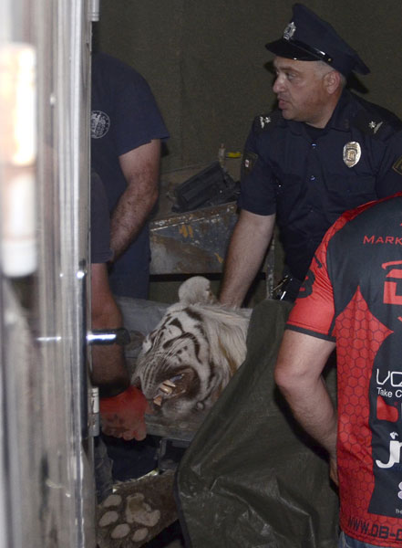 Runaway tiger kills man in Tbilisi after flood damages zoo