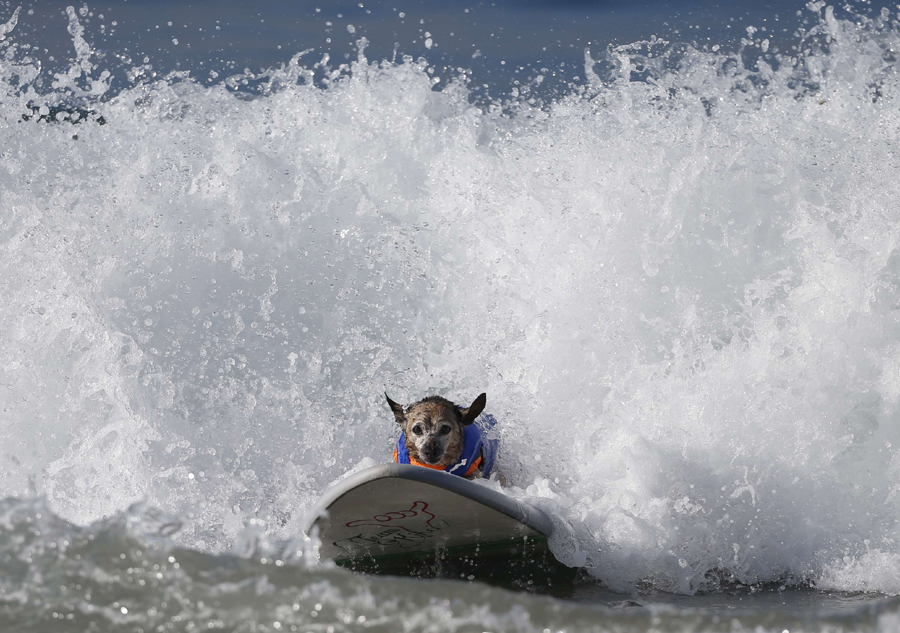 Dogs surf in contest in California