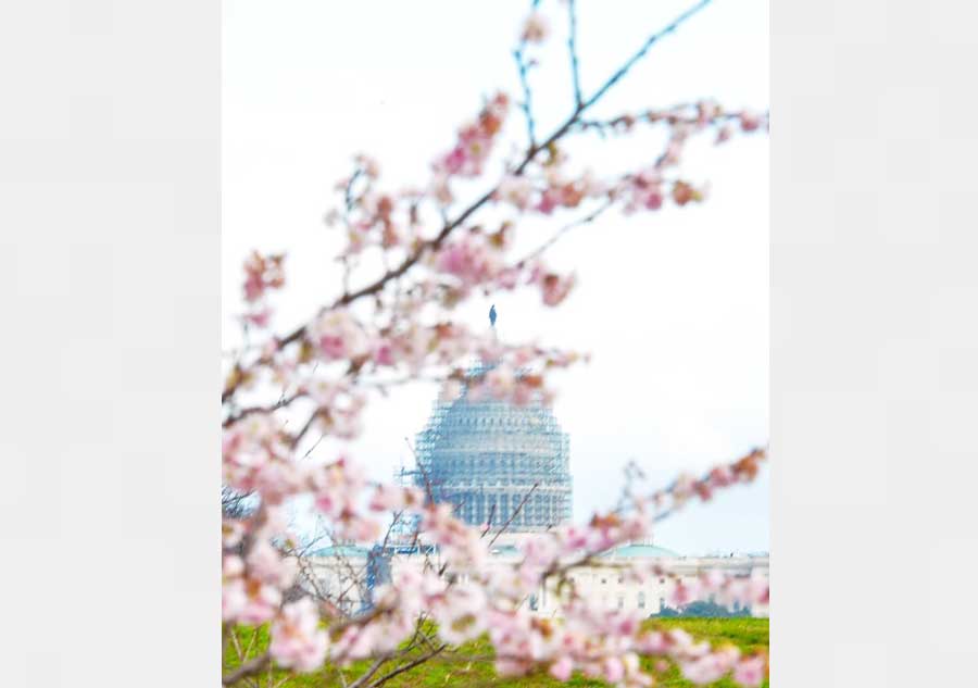 Washington's cherry trees bloom in heat wave