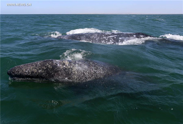 Tourists flow to NW Mexico to see gray whales