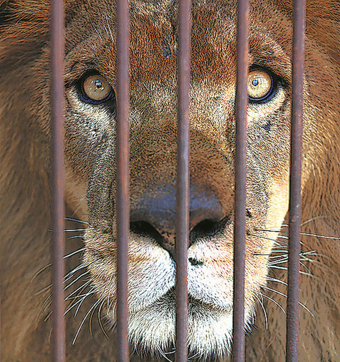 33 lions rescued from circuses to be sent home
