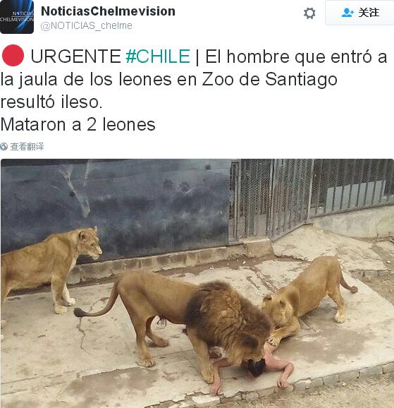 Chilean zoo forced to kill lions to save suicidal man in cage