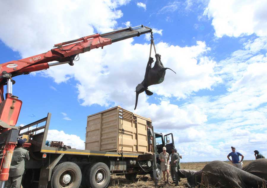 Endangered elephants relocated by crane in Africa