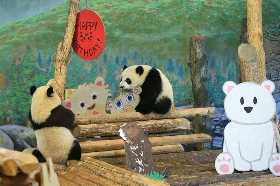 Birthday celebration held for giant panda cubs at Toronto Zoo