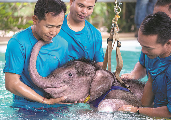 Baby elephant gets healing pool therapy