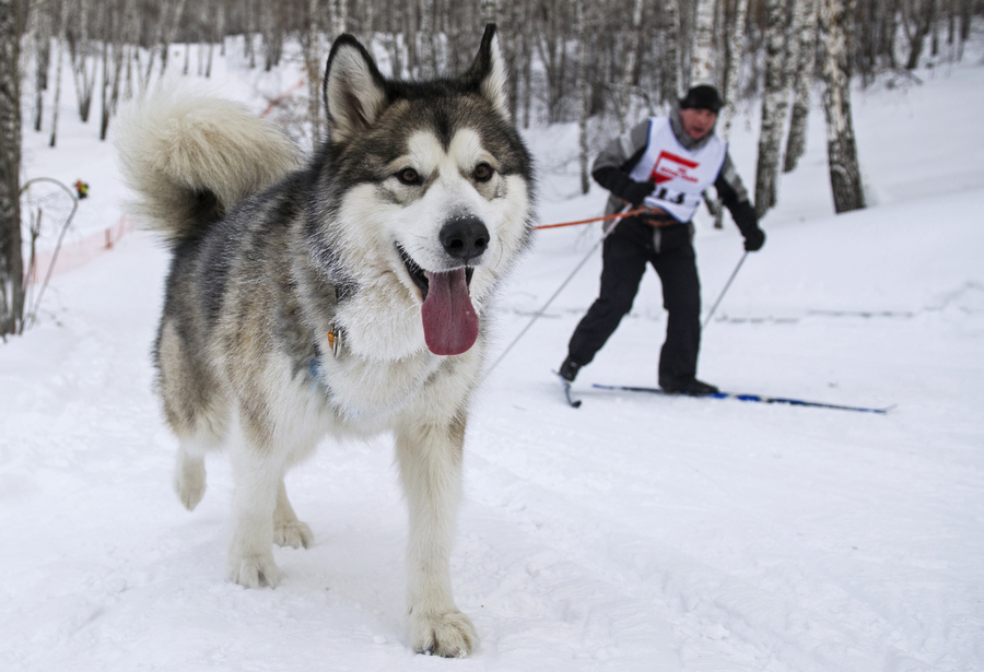 Sled dogs compete in Russia