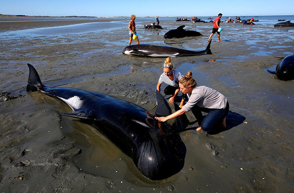 Hundreds of whales in 2nd New Zealand stranding able to swim free