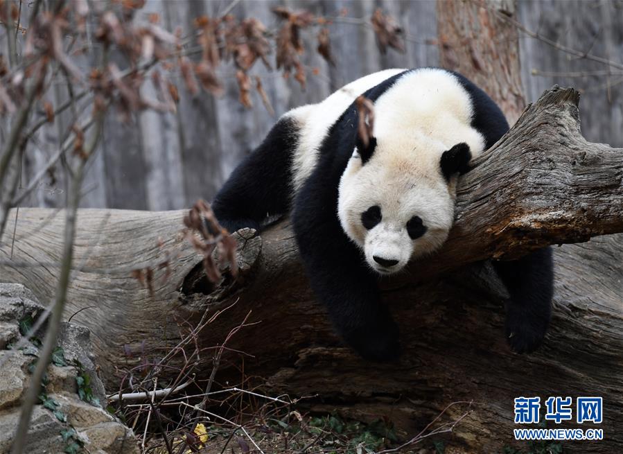 US-born panda bound for China on special flight