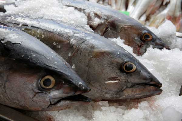 UN marks first World Tuna Day with calls to conserve it