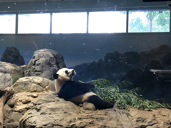 The DC pandas are doing just fine, zoo says