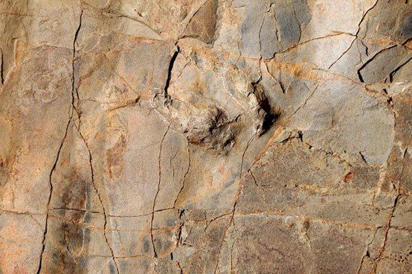 Chinese and Iranian scientists discover ferocious dinosaur tracks