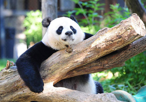 All eyes on panda: Is she pregnant?