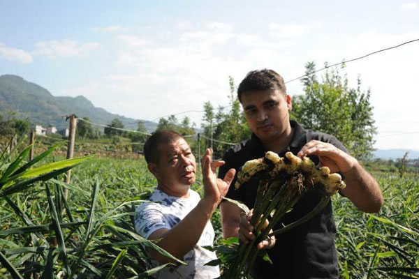 Indian man, Chinese father-in-law run ginger business in Hubei