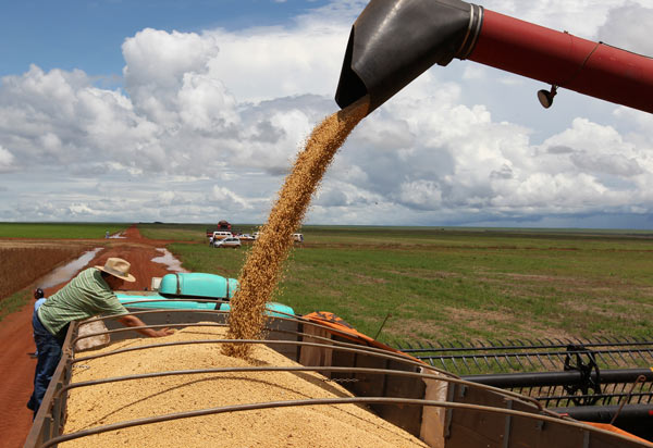 Food exporter expects soy purchases to rebound