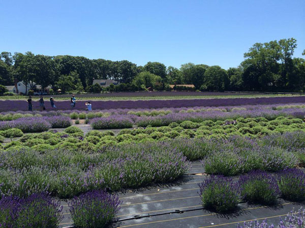 Lavender farm has right scent to lure Chinese tourists