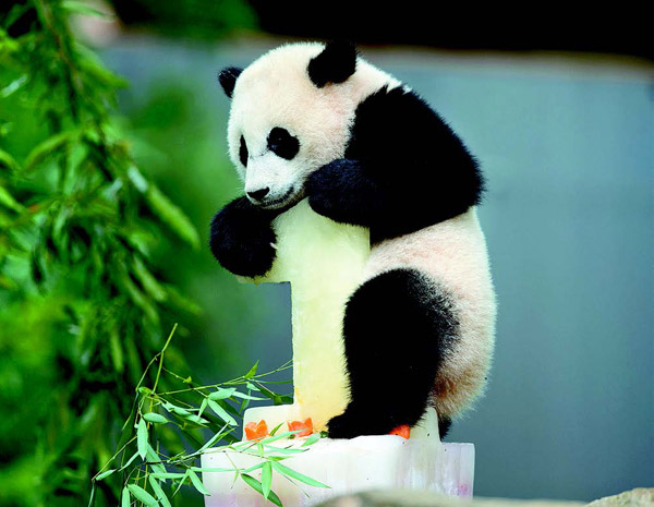 Panda Bao Bao blessed with a birthday omen