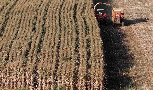 China lifting GM corn ban a boon to growers