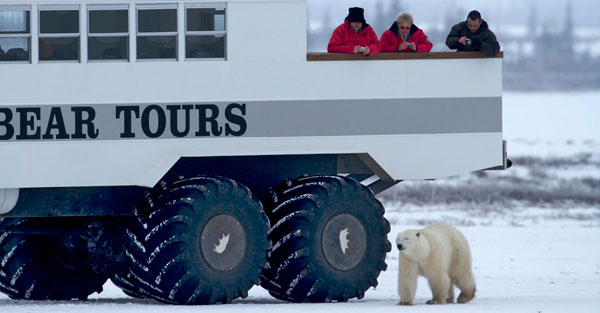 Remote Canadian polar bear town arouses interest from China