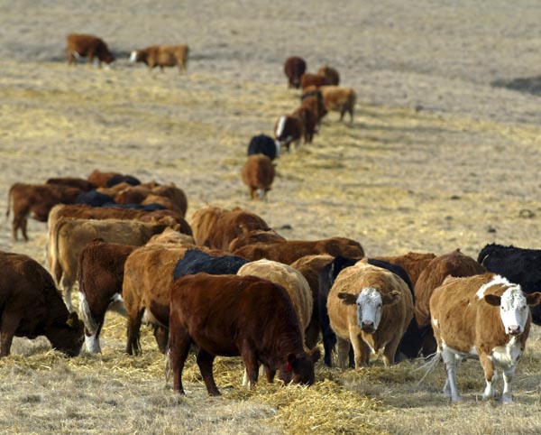 Chinese mainland restricts Canadian beef over mad cow