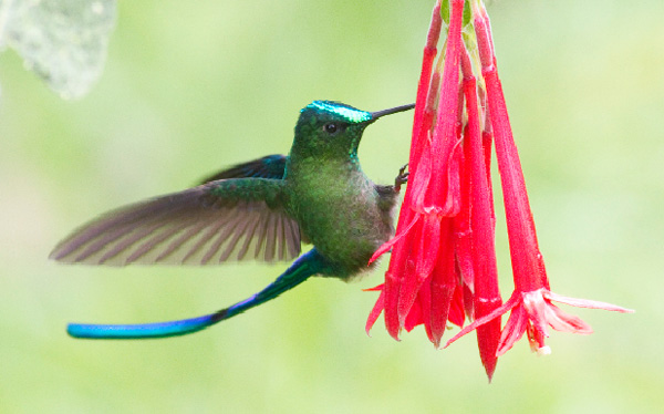 Colombia: A birdwatcher's paradise