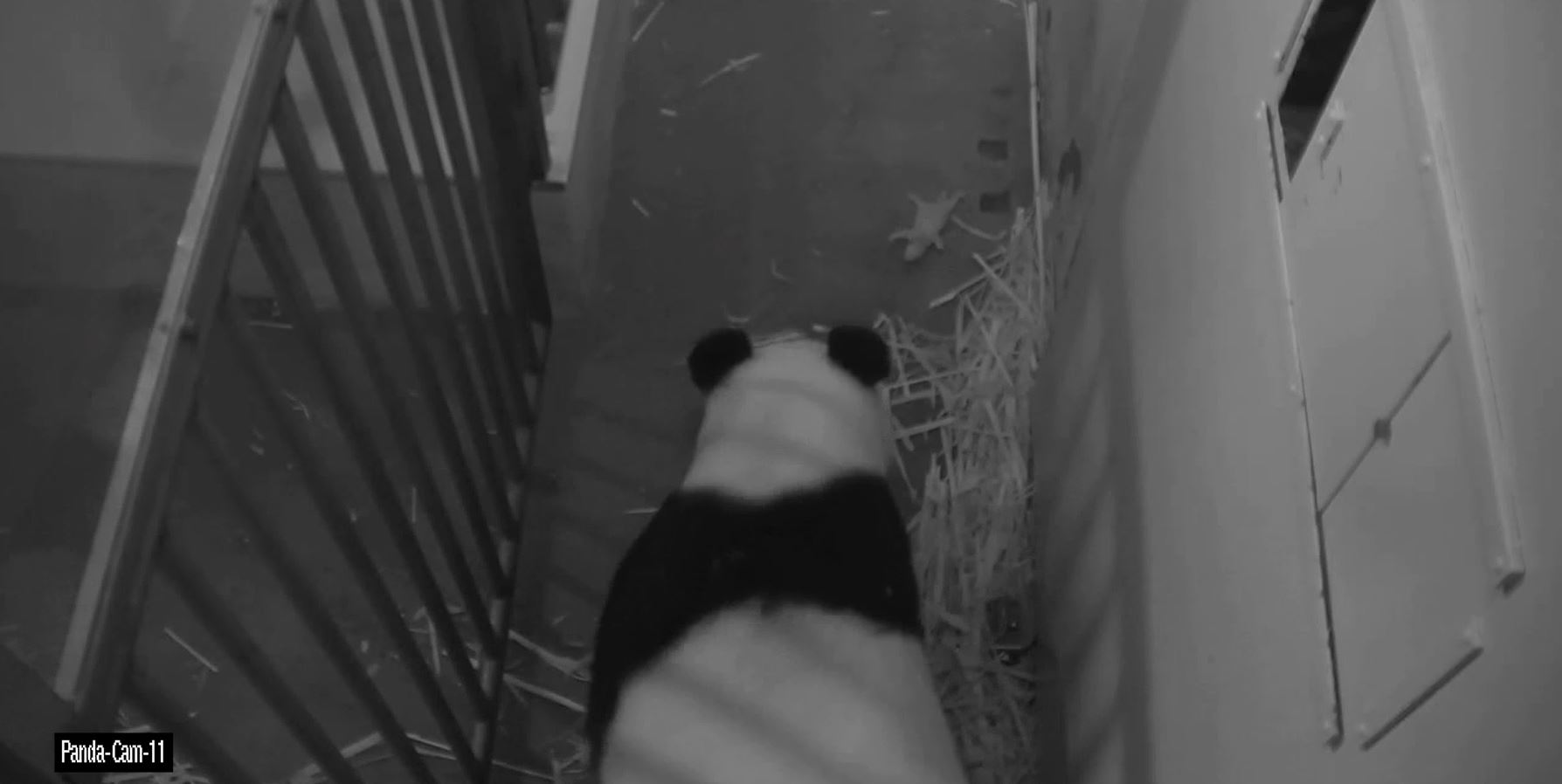 Surviving, thriving giant panda cub at National Zoo is male