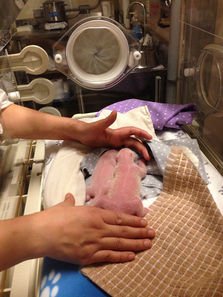 A Canadian first: The birth of two panda cubs