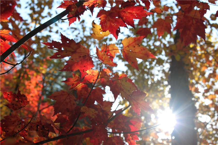 Autumn in Algonquin Park