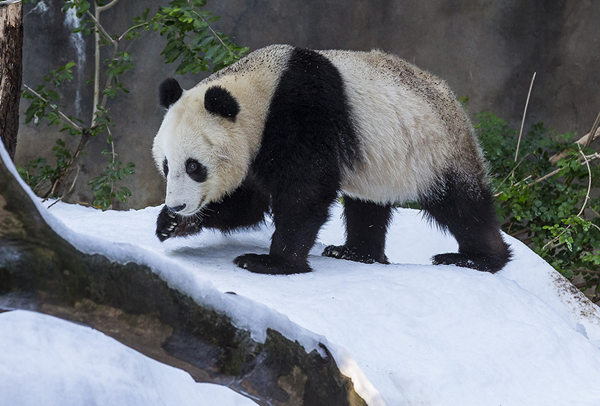 Pandas delighted by 'snow day' at San Diego Zoo