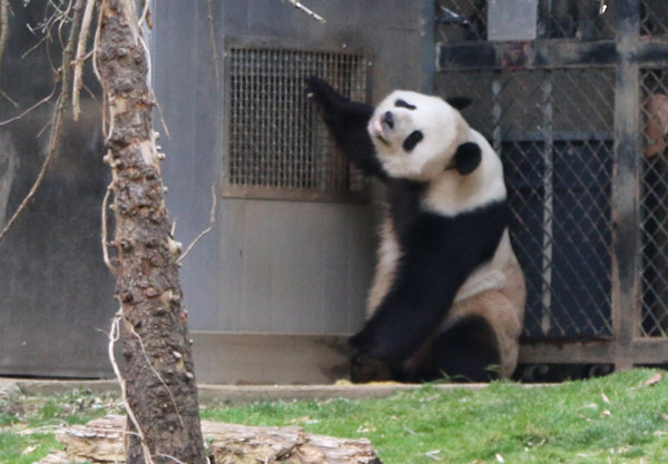 Debut, weaning and breeding: a busy season for world's giant pandas