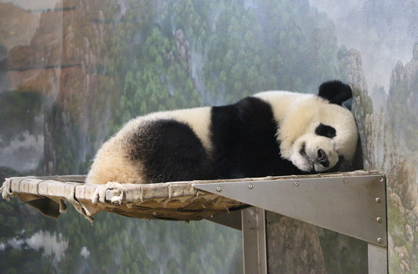 Debut, weaning and breeding: a busy season for world's giant pandas