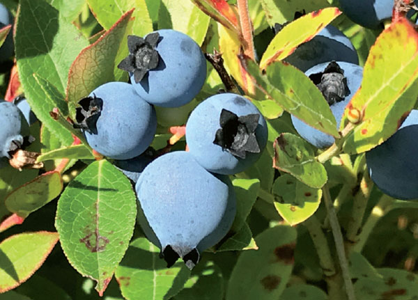 Wild blueberries juice up Canada's exports