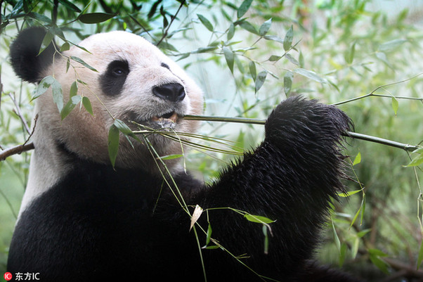 Panda Tian Tian healthy at age 20