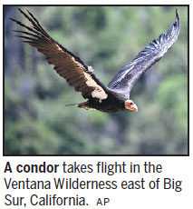 Condor group sets sights on hunters
